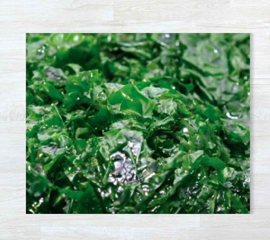 Alface-do-Mar Fresca