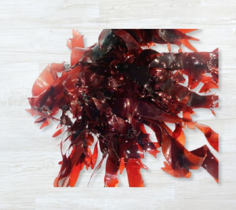 Botelho-Comprido Fresco