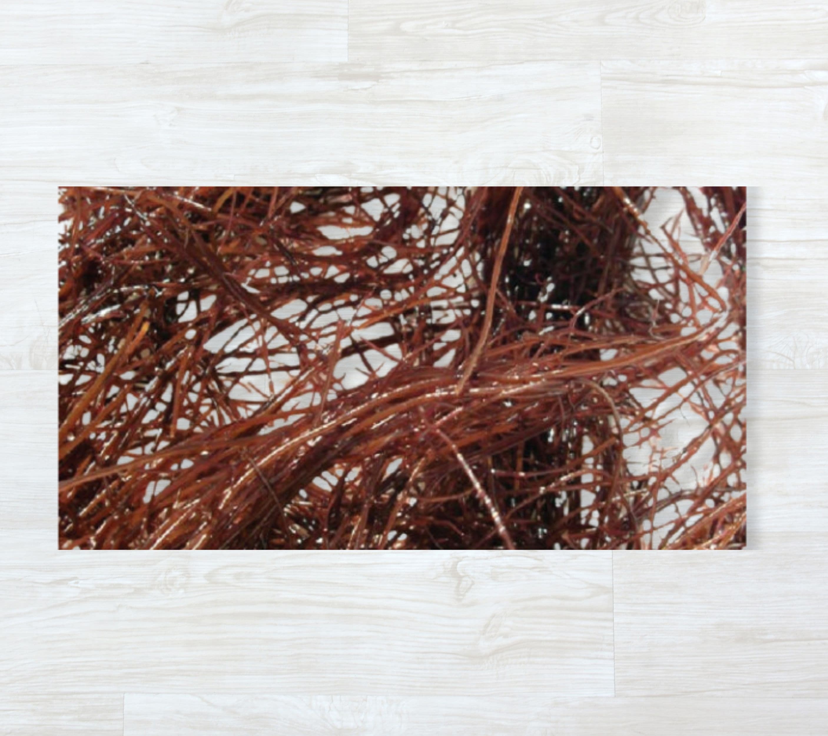 Cabelo-de-Velha Fresca