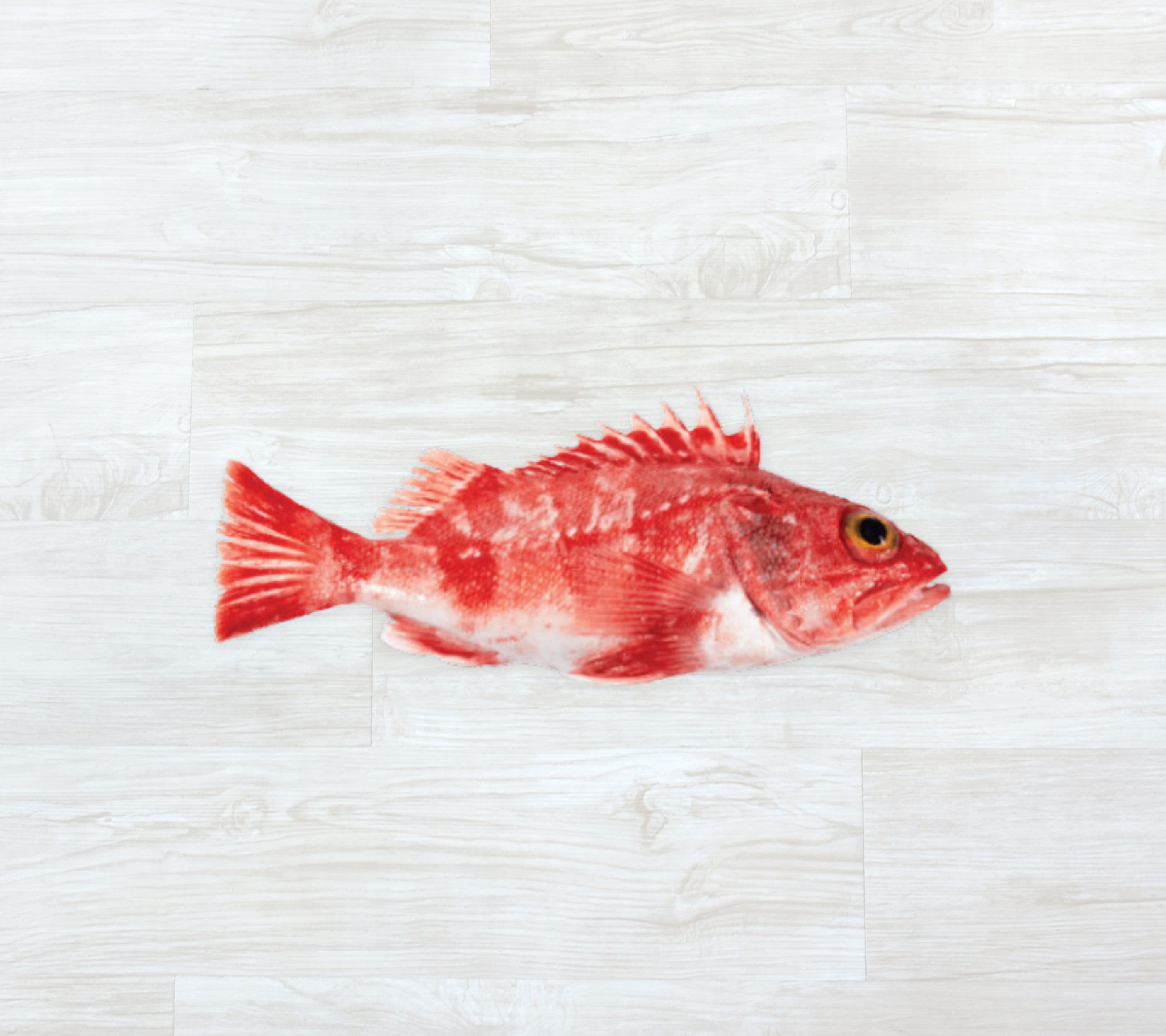 Cantarilho dos Açores Fresco