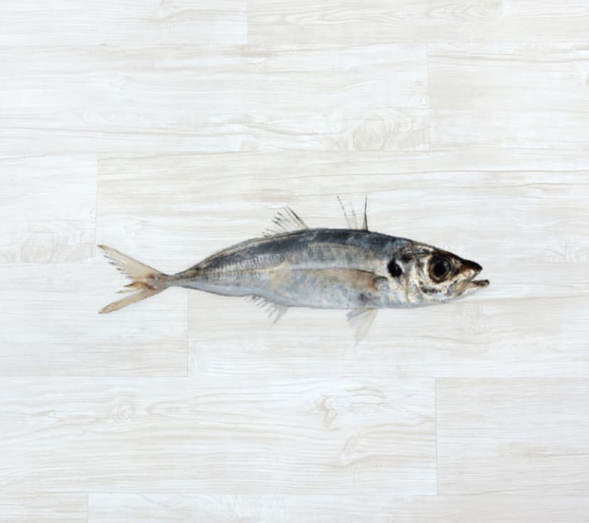 Chicharro-Negrão dos Açores Fresco