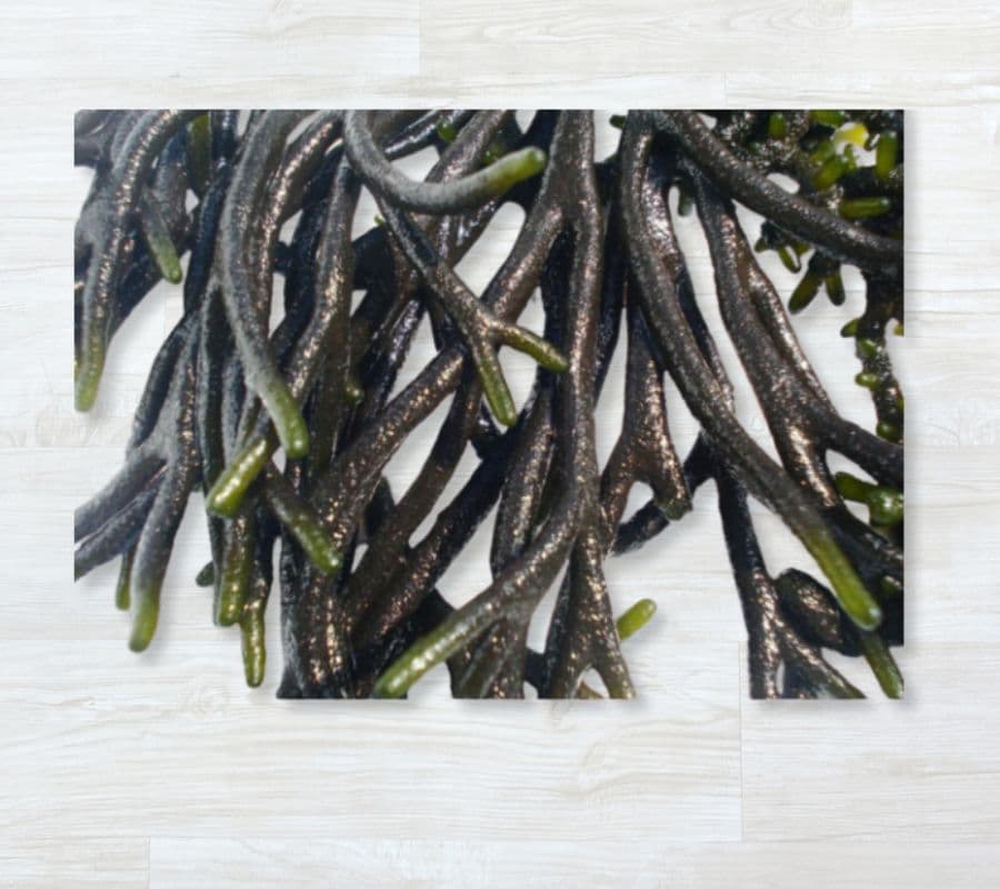 Chorão-do-Mar Fresco