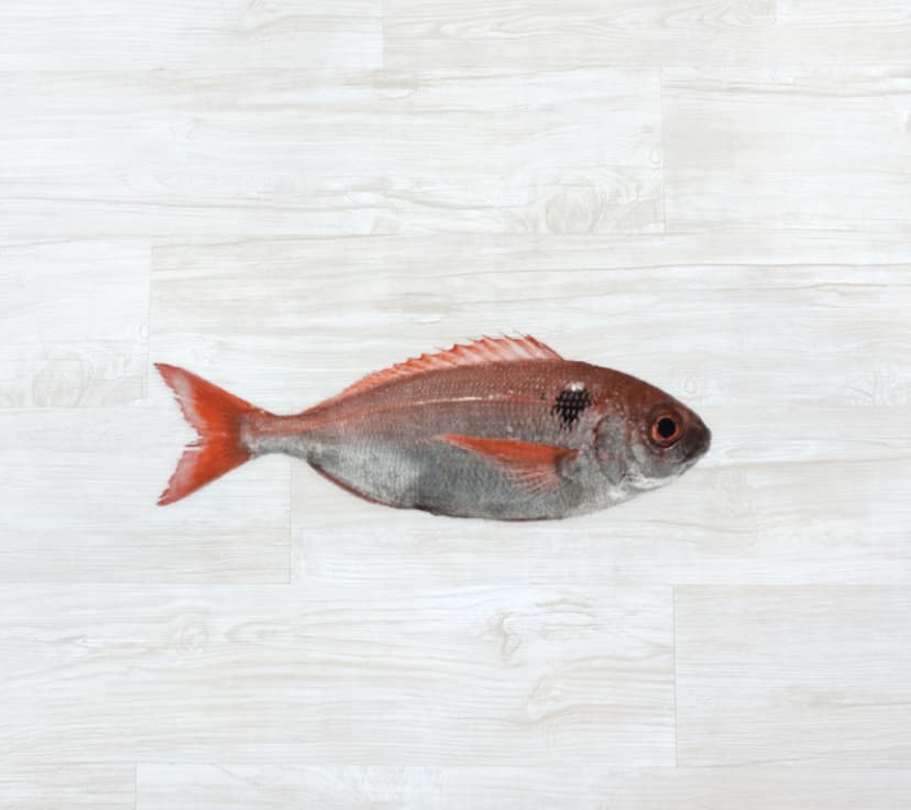 Goraz dos Açores Fresco