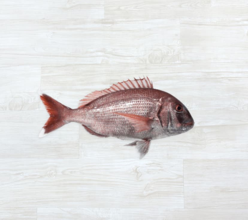 Pargo Legítimo Fresco