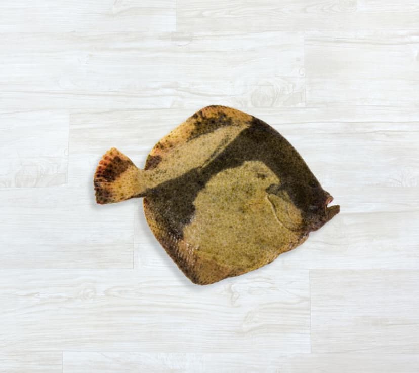 Pregado Aquacultura Fresco