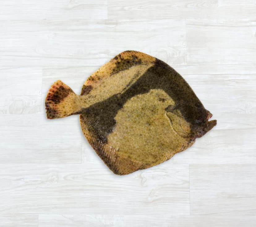 Pregado Selvagem Fresco