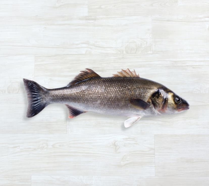 Robalo Esteiro do Algarve Fresco