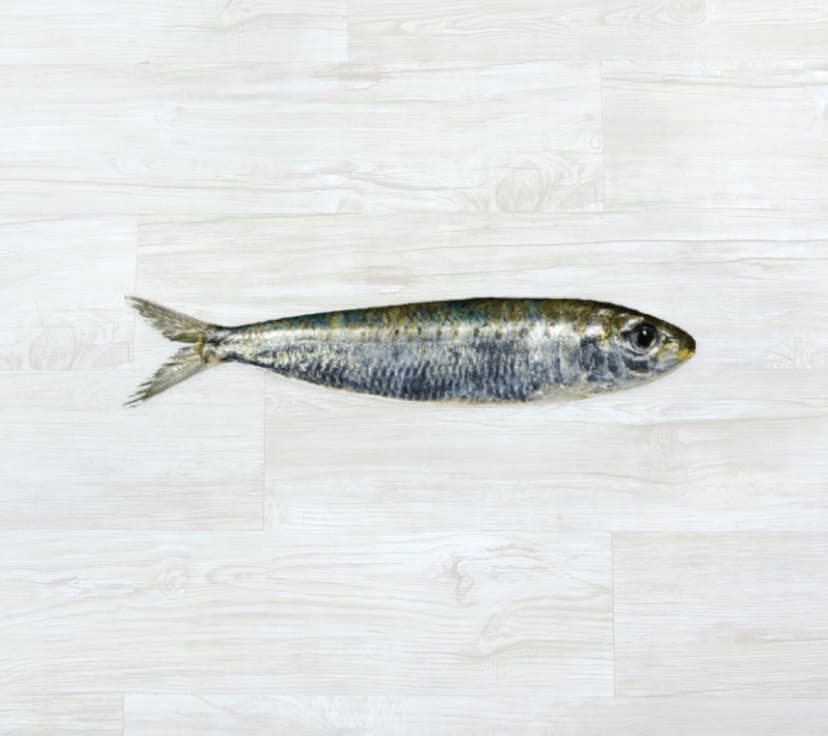 Sardinha Fresca