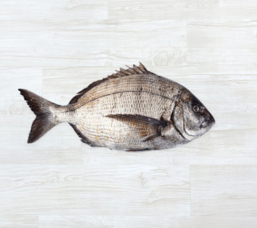 Sargo Legitimo Fresco