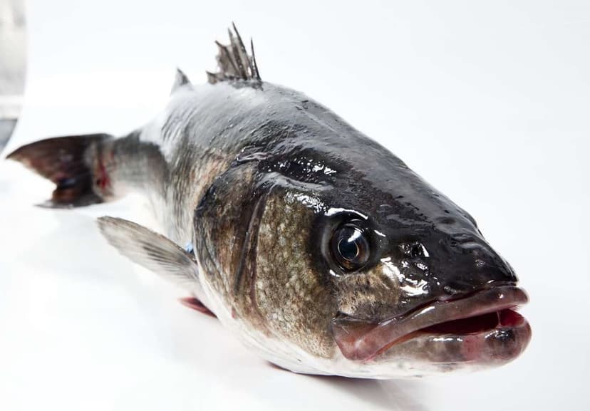 Robalo Selvagem Fresco